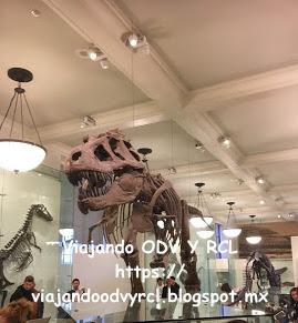 Que hacer, a donde ir, que visitar en New York. Central Park en un día. Visita a Museo de Historia Natural.