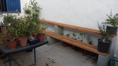 Visita Virtual por la asociación Bonsai del Valles 2ªparte