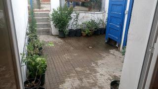 Visita Virtual por la asociación Bonsai del Valles 2ªparte