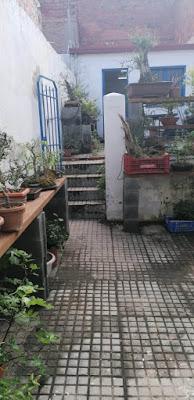 Visita Virtual por la asociación Bonsai del Valles 2ªparte