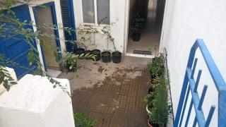 Visita Virtual por la asociación Bonsai del Valles 2ªparte