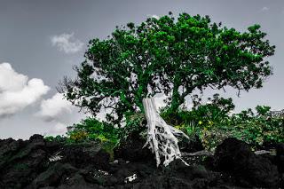 Palabras en la caverna