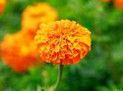 Flor naranja como papel