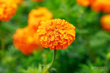 Flor naranja como de papel - Fotografía