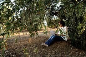 ESPÁRRAGOS BLANCOS A LA PLANCHA CON VINAGRETA DE AGUACATES, FRESAS Y BOQUERONES EN VINAGRE