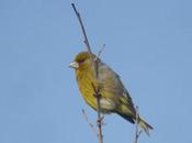 Verderón común, propia pandemia