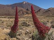 Ruta Tajinastes Rojos Valle Ucanca Isla Tenerife (Junio 2018)
