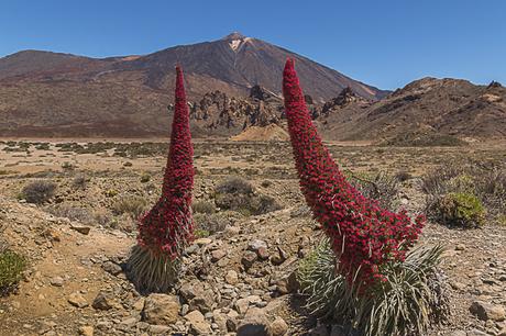 Ruta de Los Tajinastes Rojos Valle de Ucanca Isla de Tenerife (Junio 2018)