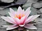 vacuna contra coronavirus biotecnológica Moderna pasado segunda fase prueba (investigación)