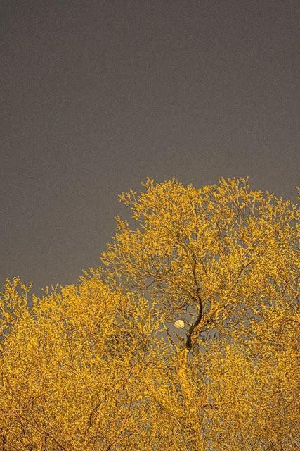 Isabel Díaz Ayuso, al frente de una corte de fanáticos.
