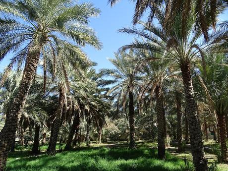 OMÁN: LOS FALAJ Y LA CASA-MUSEO DE HAMRA