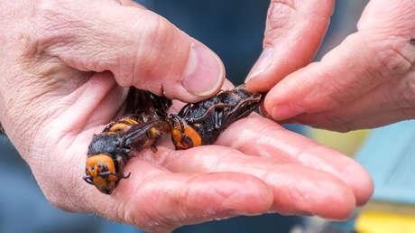 Además de avispones asesinos, descubren unas polillas devoradoras en Washington.