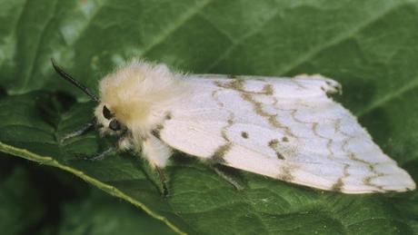Además de avispones asesinos, descubren unas polillas devoradoras en Washington.
