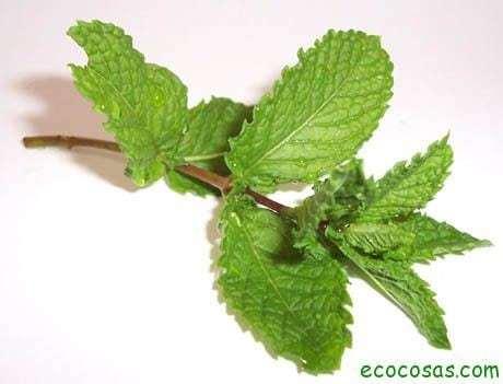 menta_bianca crema post solar casera