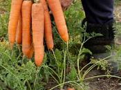 huerta invierno orgánica, cultivo plantas hortalizas verduras