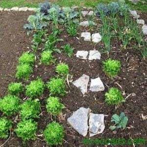 verduras de invierno