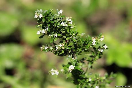 (Galianthe brasiliensis)