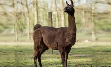 Winter, la llama belga de color cacao