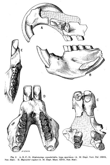Fauna prehistórica descubierta en Ecuador Fauna prehistórica descubierta en Ecuador