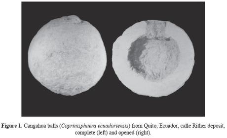 Fauna prehistórica descubierta en Ecuador Fauna prehistórica descubierta en Ecuador