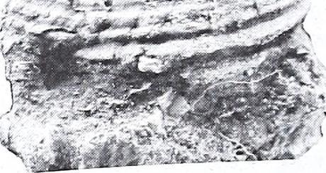 Fauna prehistórica descubierta en Ecuador Fauna prehistórica descubierta en Ecuador