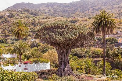 El Drago Milenario de Icod de Los Vinos Tenerife