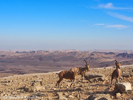 Cabras montesas en Mitzpe Ramon, desierto del Néguev