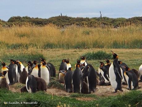 Colonia de pingüinos rey en Tierra de Fuego Colonia de pingüinos rey en Chile