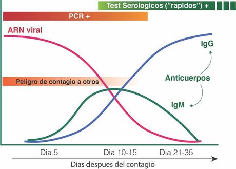 PCR o test rápido: cuándo, cómo y por qué