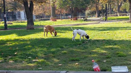 Mascotas. Cuatro patas de amor. Invisibilizados de la pandemia. Mascotas. Cuatro patas de amor. Invisibilizados de la pandemia.