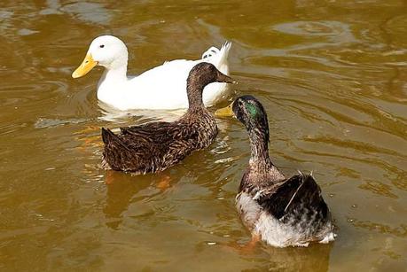 Patos de Morales en abandono,hambrientos y con heridas