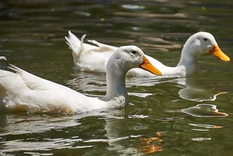 Patos de Morales en abandono,hambrientos y con heridas