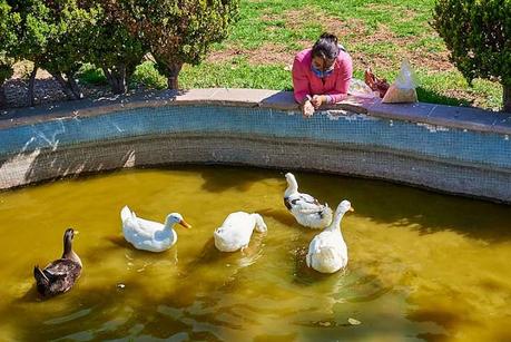 Patos de Morales en abandono,hambrientos y con heridas