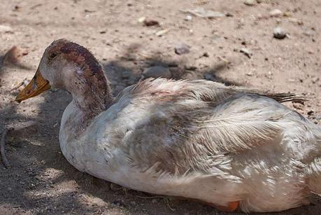 Patos de Morales en abandono,hambrientos y con heridas