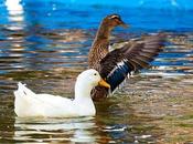 Patos Morales abandono,hambrientos heridas