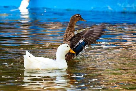 Patos de Morales en abandono,hambrientos y con heridas