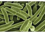 Terapia microbiomas mejora vaginosis bacteriana