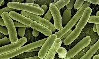La Terapia con microbiomas mejora la vaginosis bacteriana