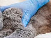 Animal’s Health: noticias sobre sector veterinaria