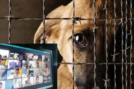 Cabildo no aprueba el Reglamento de Cuidado Animal