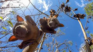 Los animatronics regresan en la segunda temporada de ‘Espiando en la manada’ Los animatronics regresan en la segunda temporada de ‘Espiando en la manada’