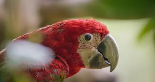 Los animatronics regresan en la segunda temporada de ‘Espiando en la manada’ Los animatronics regresan en la segunda temporada de ‘Espiando en la manada’