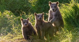 Los animatronics regresan en la segunda temporada de ‘Espiando en la manada’ Los animatronics regresan en la segunda temporada de ‘Espiando en la manada’