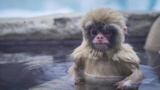 Los animatronics regresan en la segunda temporada de ‘Espiando en la manada’ Los animatronics regresan en la segunda temporada de ‘Espiando en la manada’