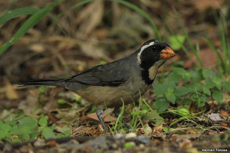 RECS (diciembre 2019)