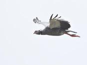 Chajá planeo descendente