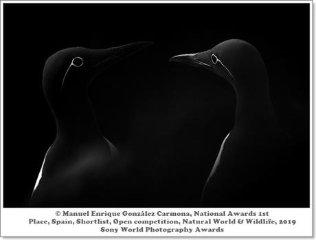 El arao, cara a cara