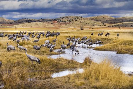 Escapada a la Laguna de Gallocanta, Teruel Resultado de imagen de Laguna de Gallocanta