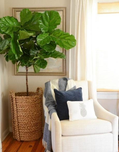 Árboles que podrás tener en el interior de tu hogar