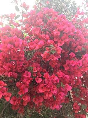 El rescate de la normalidad.    Towards normality.    走向常態